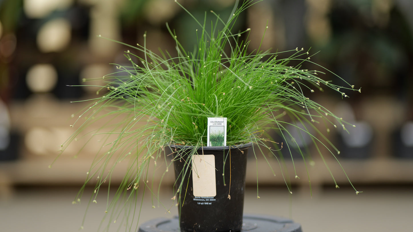 Isolepis | ColorGrass Fiber Optic - 1 Quart