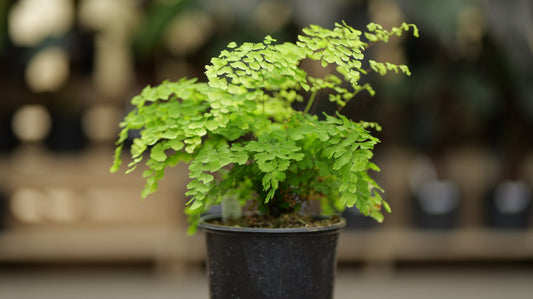 Fern | Maiden Hair - 1 Gallon