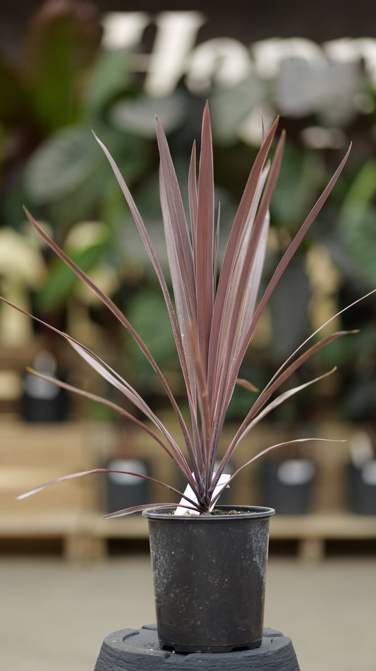Cordyline  | Red Sensation - 1 Gallon