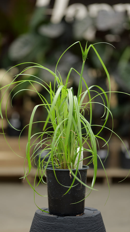 Cyperus | King Tut Grass - 1 Gallon