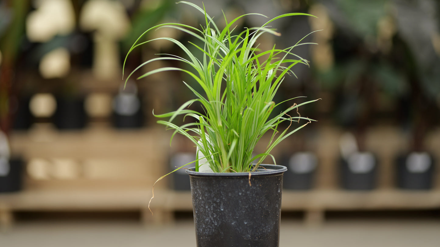 Cyperus | Prince Tut Grass - 1 Gallon