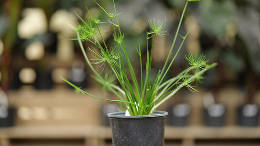 Cyperus | Queen Tut Grass - 1 Gallon
