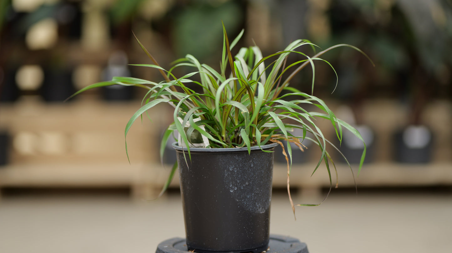Pennisetum | Vertigo Grass - 1 Gallon