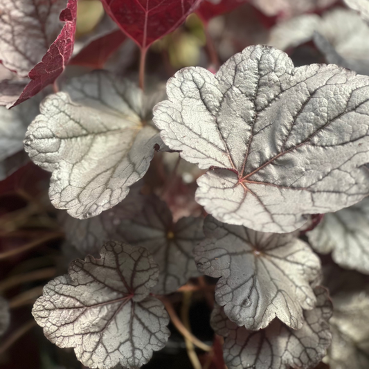 Heuchera | Indian Summer Coral Bells | Silverberry - 1 Gallon