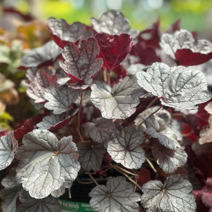 Heuchera | Indian Summer Coral Bells | Silverberry - 1 Gallon