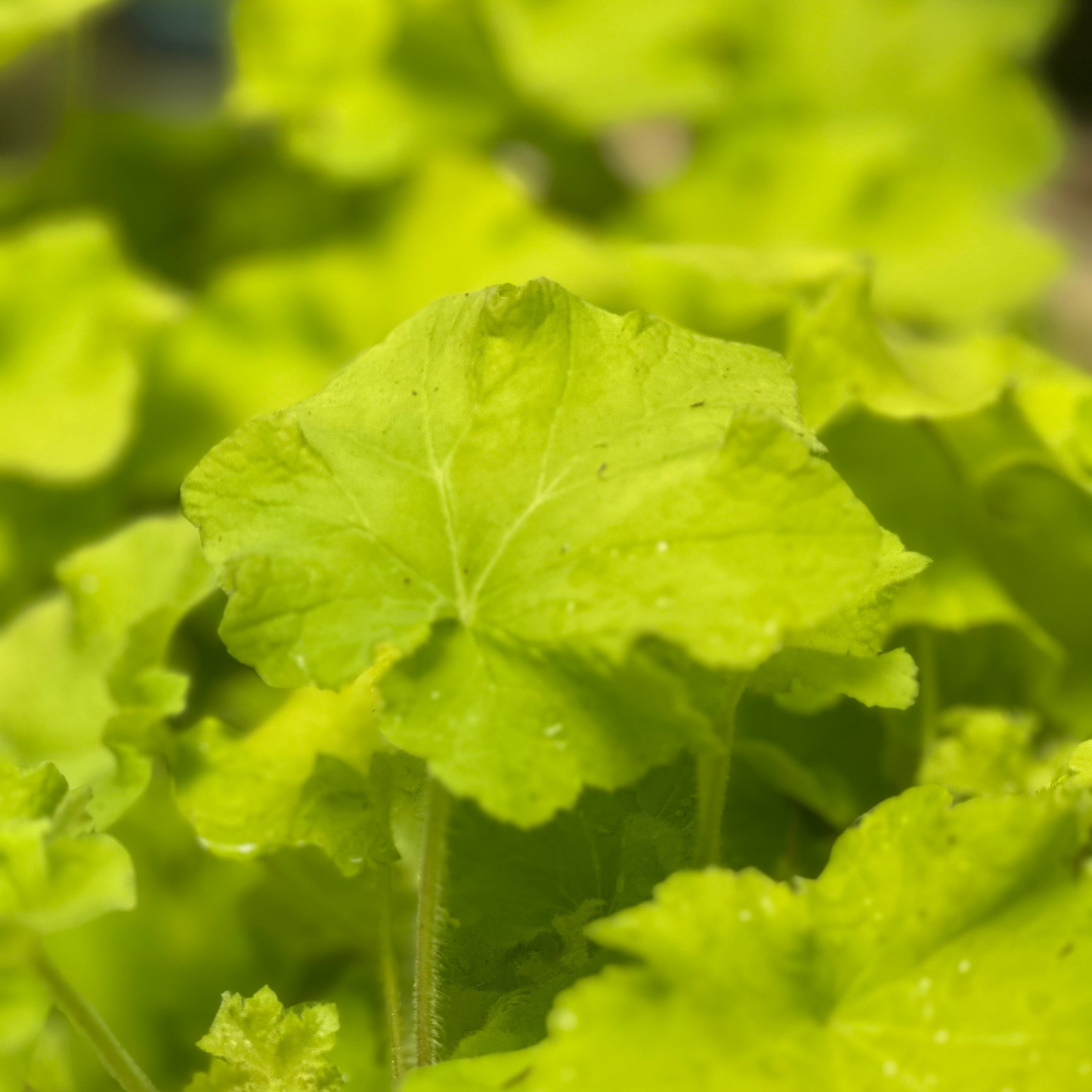 Heuchera | Guacamole Coral Bells - 1 Gallon