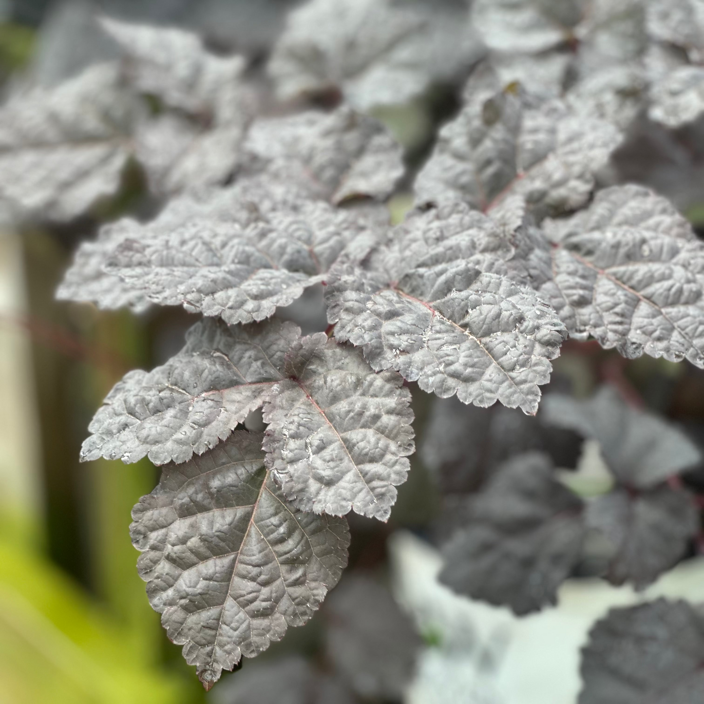 Astilbe | Dark Side of the Moon Chinese Astilbe - 1 Gallon