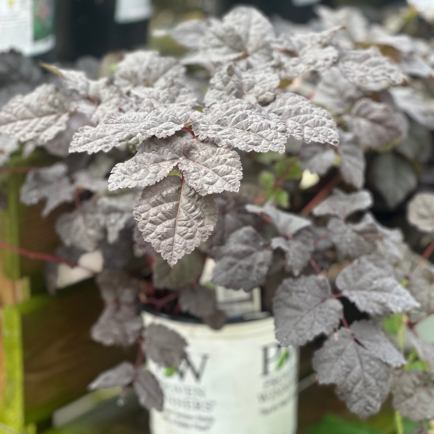 Astilbe | Dark Side of the Moon Chinese Astilbe - 1 Gallon