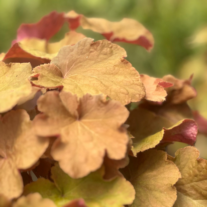 Heuchera | Caramel Coral Bells - 1 Gallon