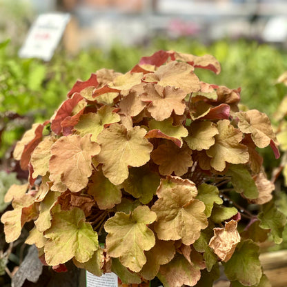 Heuchera | Caramel Coral Bells - 1 Gallon