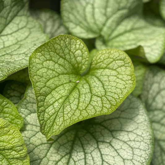 Brunnera | Alexander's Great Brunnera - 1 Gallon