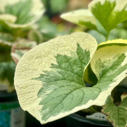 Brunnera | Variegated Brunnera - 1 Gallon