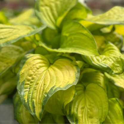 Hosta | Stained Glass Hosta - 1 Gallon