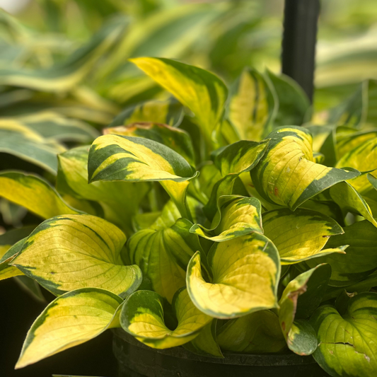 Hosta | Rainforest Sunrise Hosta - 1 Gallon