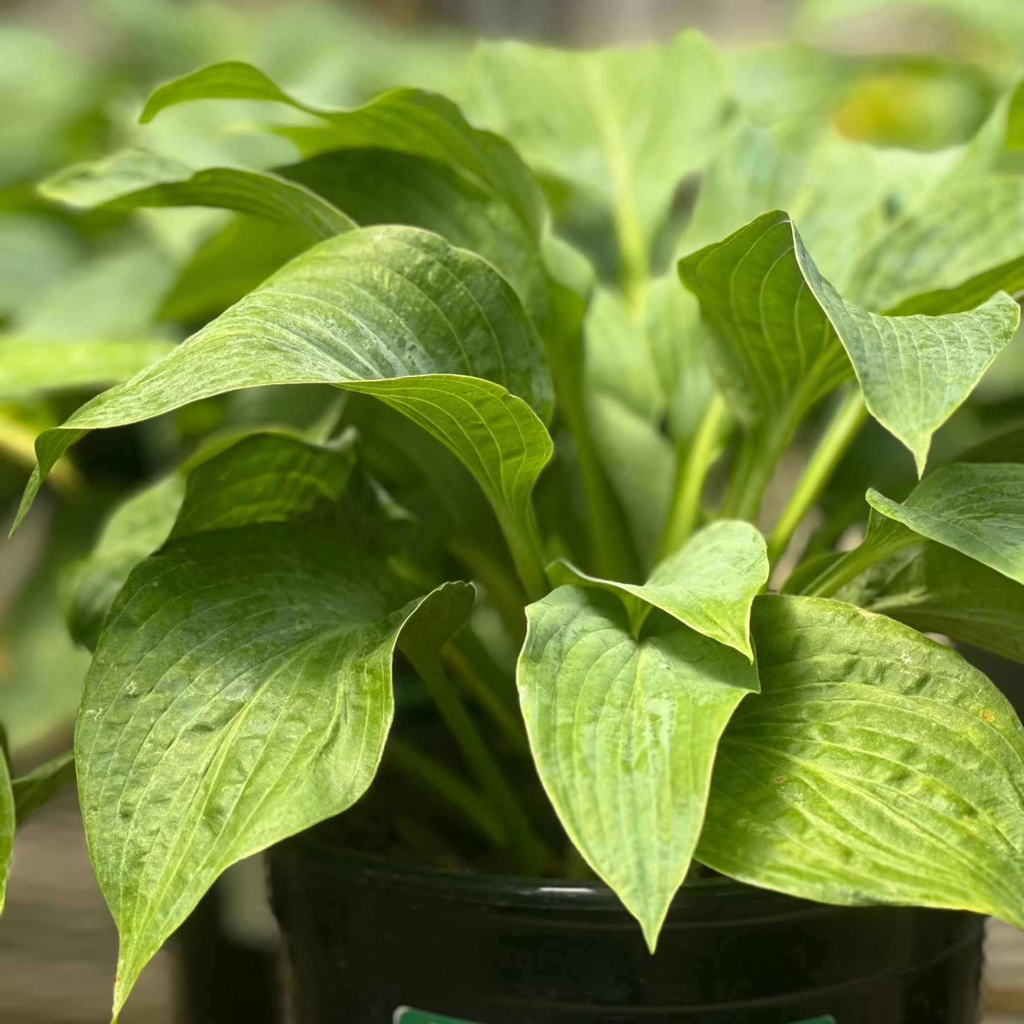 Hosta | Powder Blue Hosta - 1 Gallon