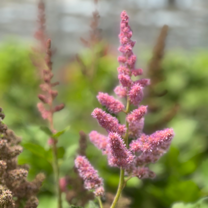 Astilbe | Vision Chinese Astilbe | Visions - 1 Gallon