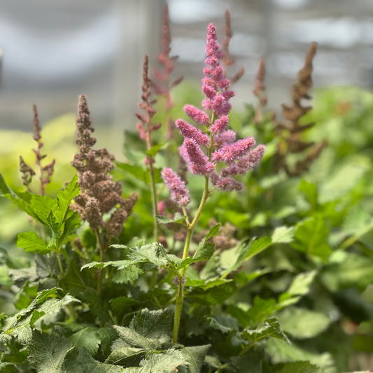 Astilbe | Vision Chinese Astilbe | Visions - 1 Gallon