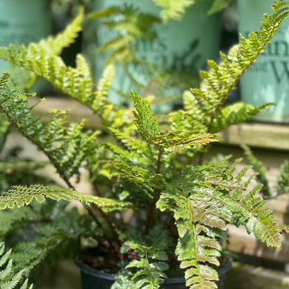 Polystichum | Japanese Tassel Fern - 1 Gallon