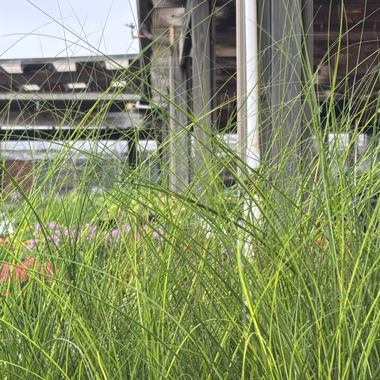 Miscanthus | Maiden Grass - 3 Gallon