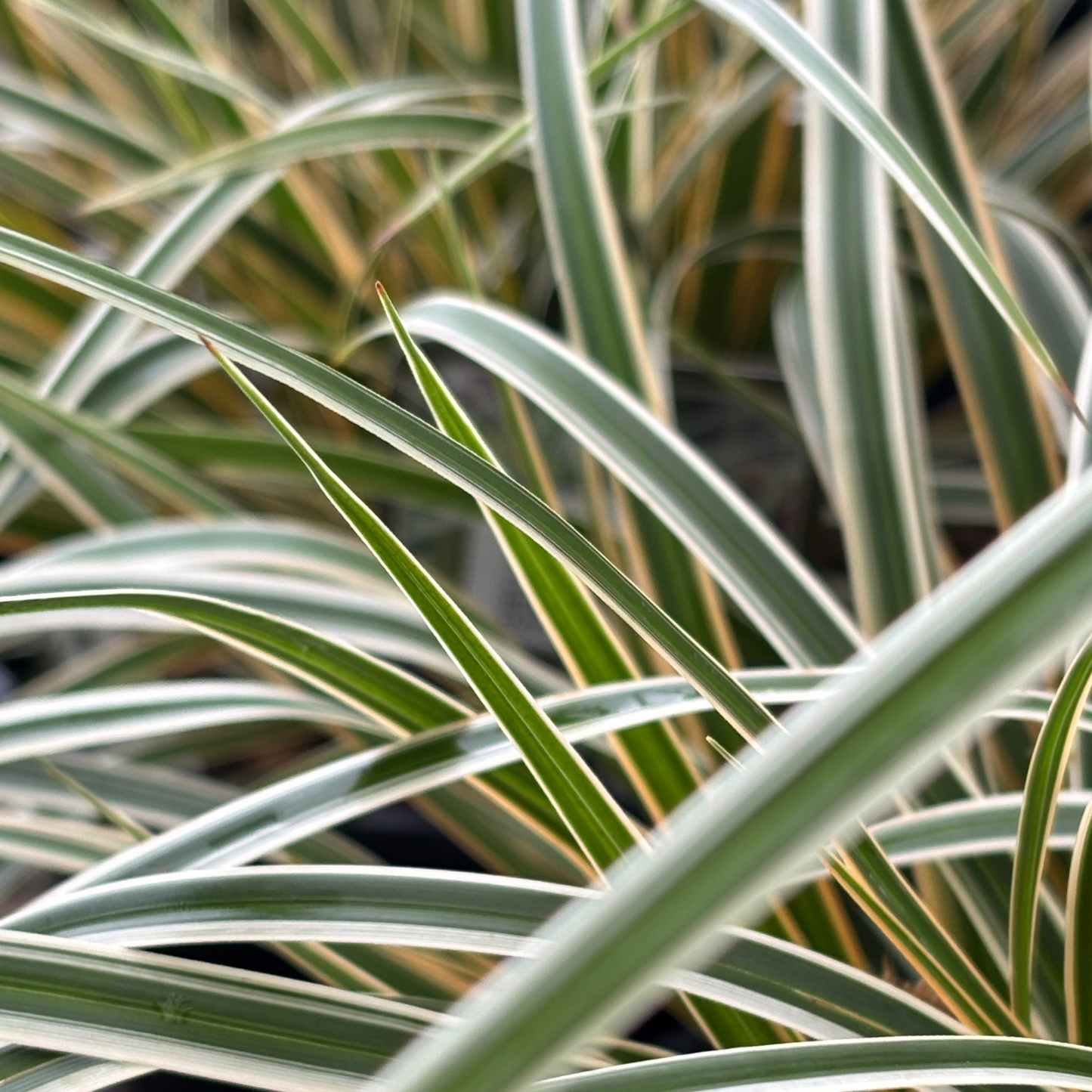 Carex | EverColor Sedge | Everglow - 1 Gallon