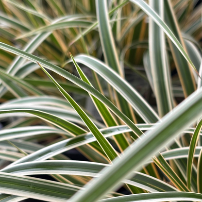Carex | EverColor Sedge | Everglow - 1 Gallon