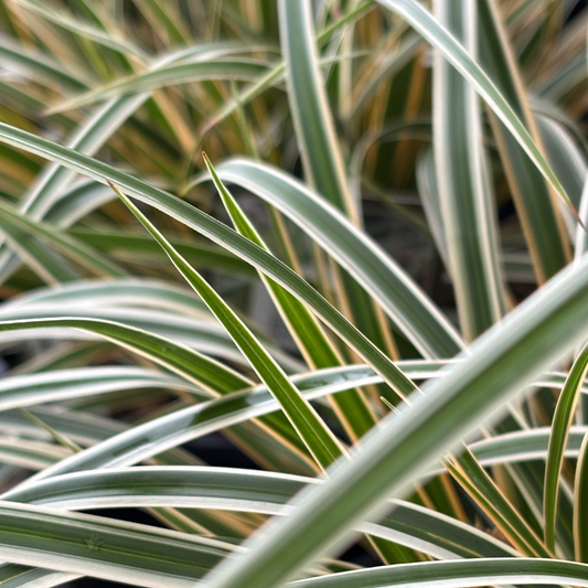 Carex | EverColor Sedge | Everglow - 1 Gallon