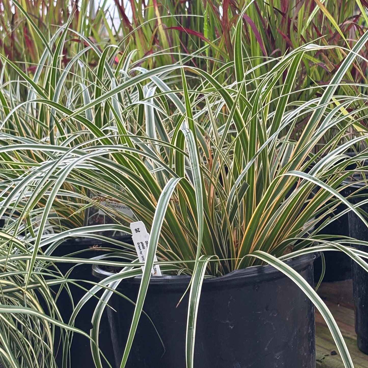 Carex | EverColor Sedge | Everglow - 1 Gallon