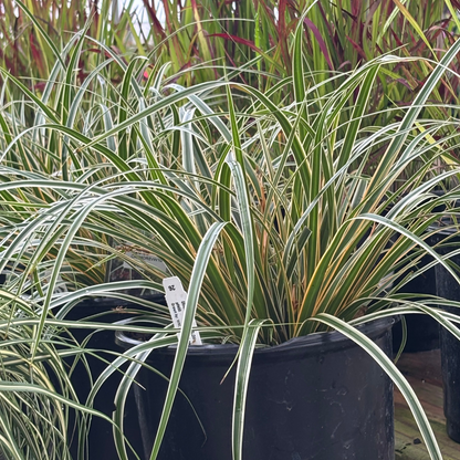 Carex | EverColor Sedge | Everglow - 1 Gallon