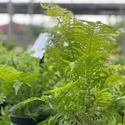 Matteuccia | Ostrich Fern - 1 Gallon