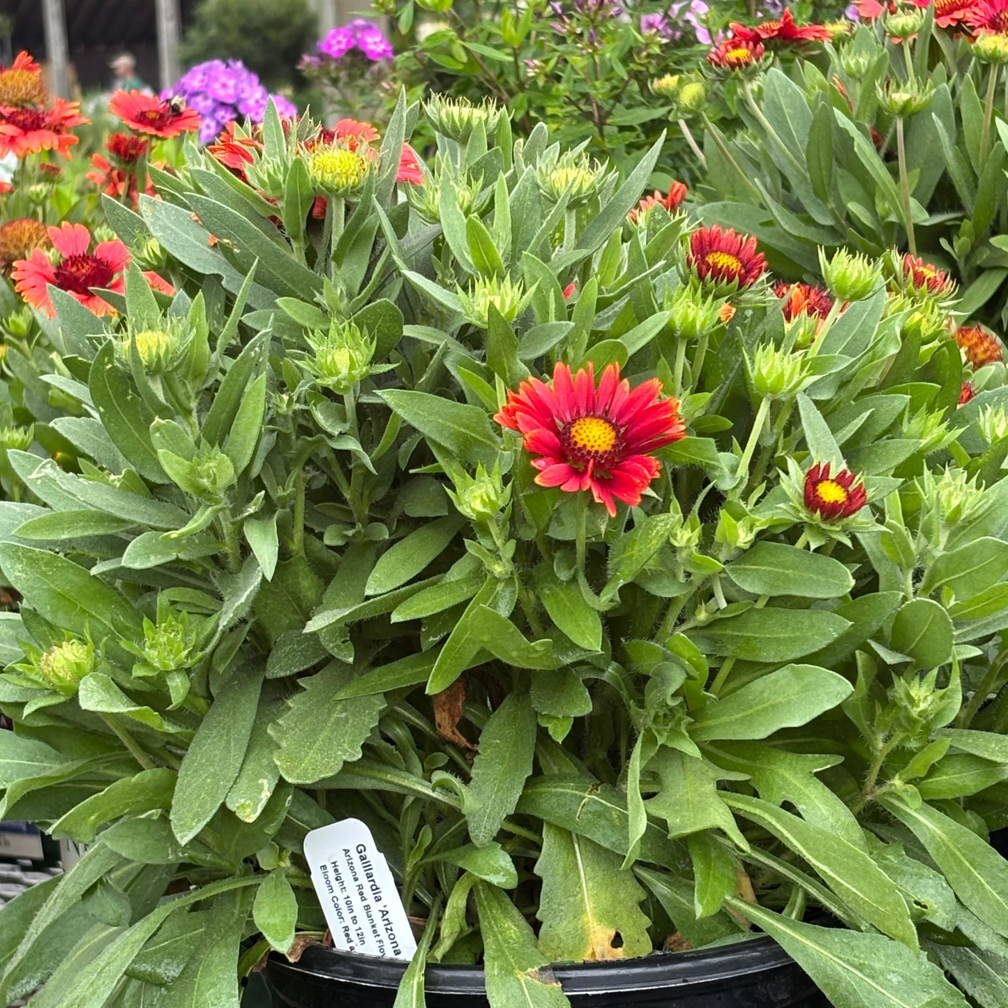 Gaillardia | Arizona Blanket Flower | Red Shades - 1 Gallon