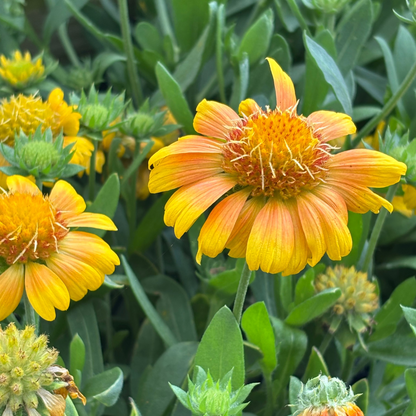 Gaillardia | Arizona Blanket Flower | Apricot - 1 Gallon