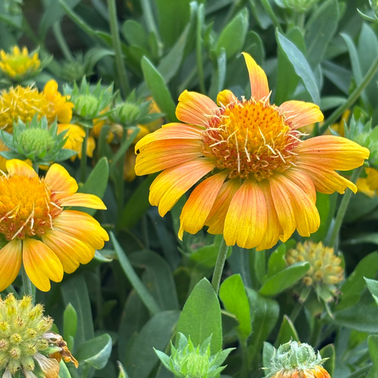 Gaillardia | Arizona Blanket Flower | Apricot - 1 Gallon