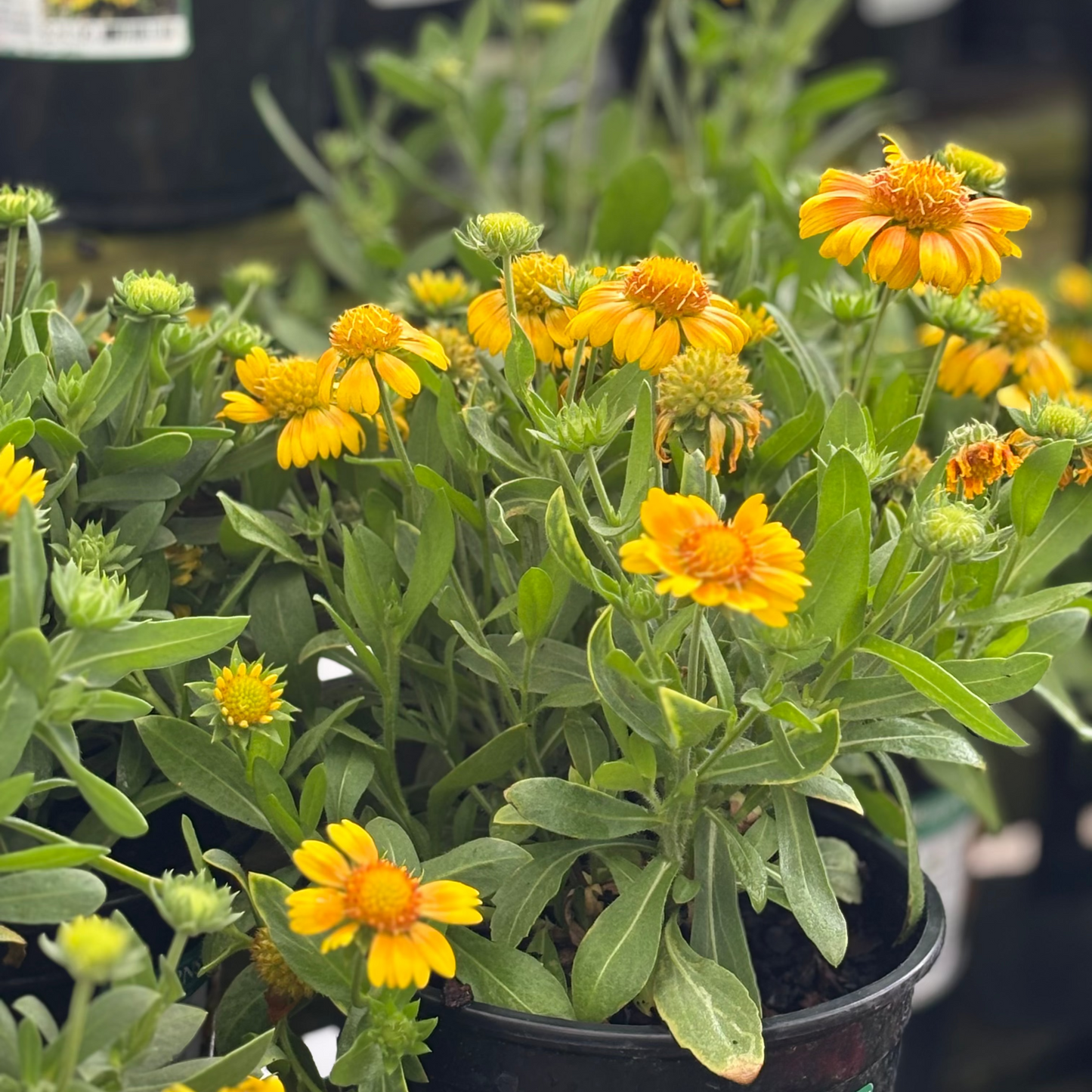 Gaillardia | Arizona Blanket Flower | Apricot - 1 Gallon