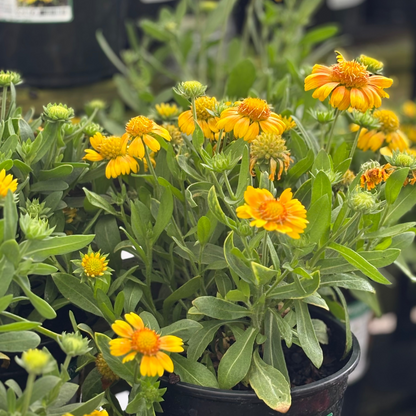 Gaillardia | Arizona Blanket Flower | Apricot - 1 Gallon