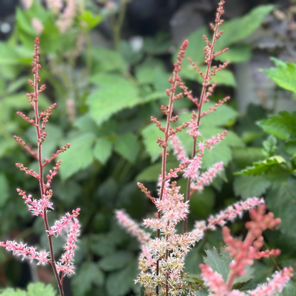 Astilbe | Delft Lace Hybrid Astilbe - 1 Gallon