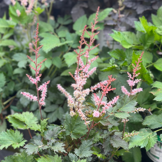 Astilbe | Delft Lace Hybrid Astilbe - 1 Gallon