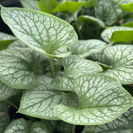 Brunnera | Jack Frost Brunnera - 1 Gallon