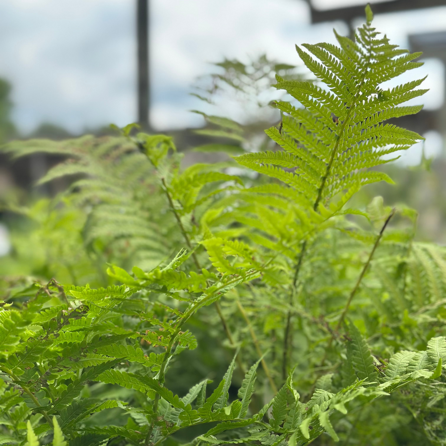 Matteuccia | Ostrich Fern - 1 Gallon
