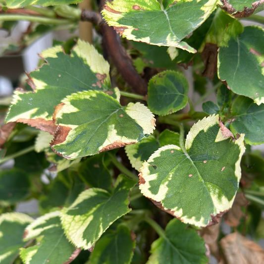 Hydrangea | Miranda Climbing Hydrangea - 2 Gallon