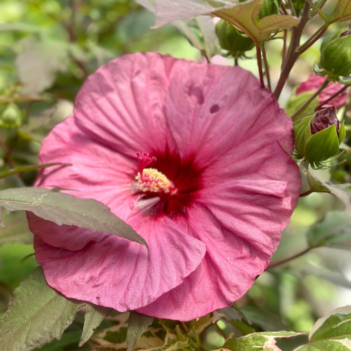 Hibiscus | Berry Awesome Hibiscus - 3 Gallon