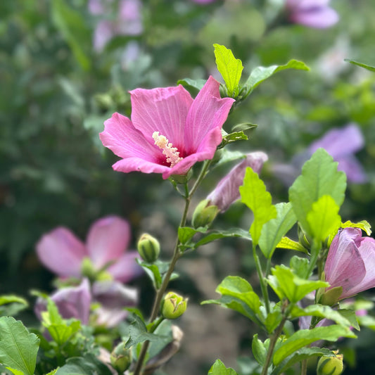Hibiscus | Lil' Kim Red Rose of Sharon - 2 Gallon