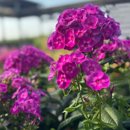 Phlox | Laura Garden Phlox - 1 Gallon