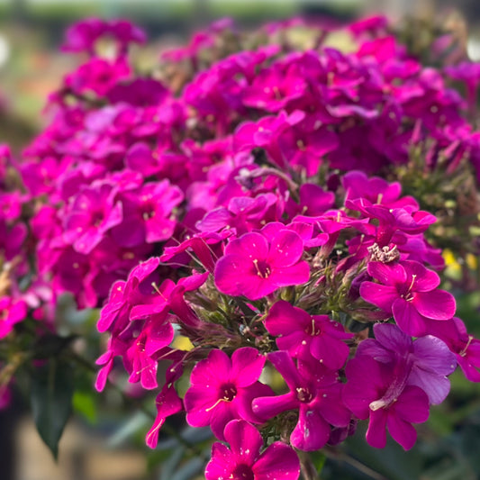 Phlox | Early Magenta Phlox - 1 Gallon