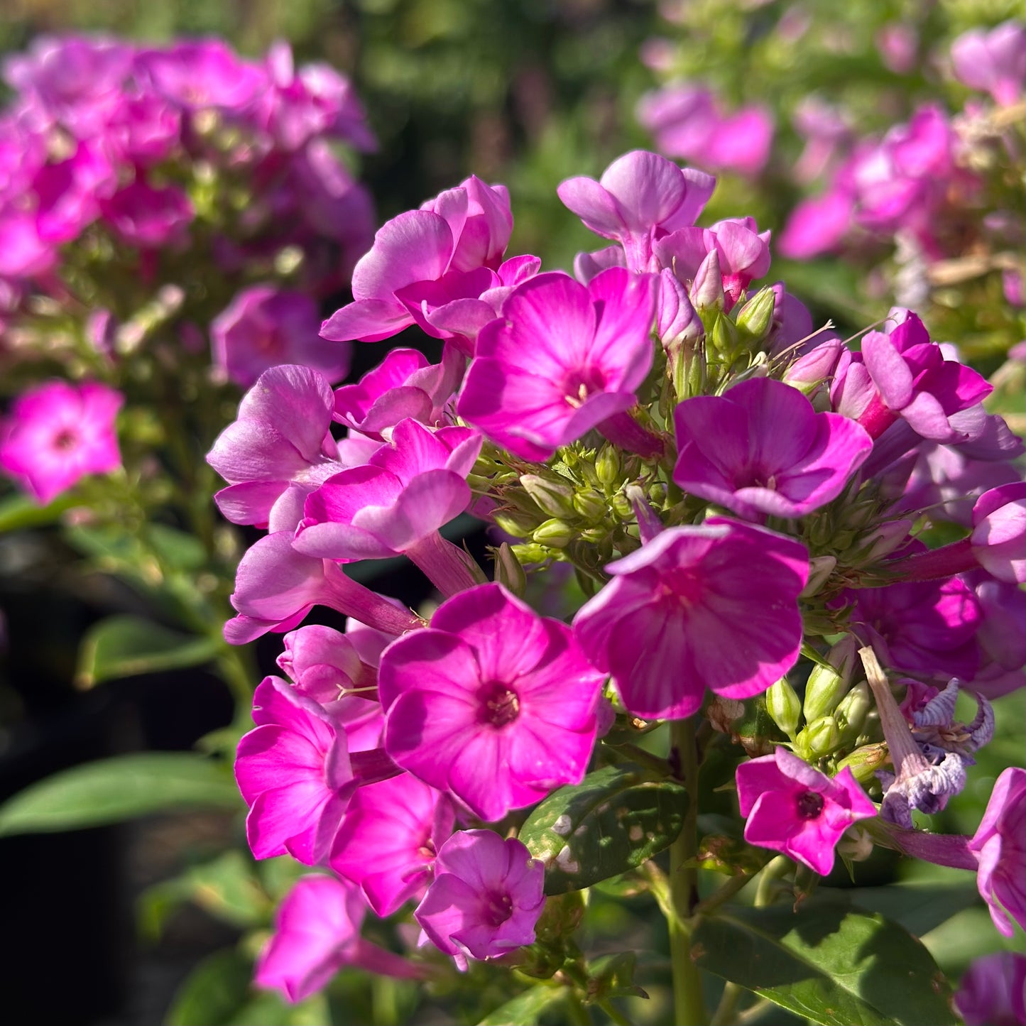 Phlox | Flame Garden Phlox | Purple - 1 Gallon