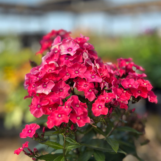Phlox | Garden Girls Garden Phlox | Glamour Girl - 1 Gallon