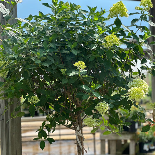 Hydrangea | Limelight Panicle Hydrangea | Tree Form - 7 Gallon