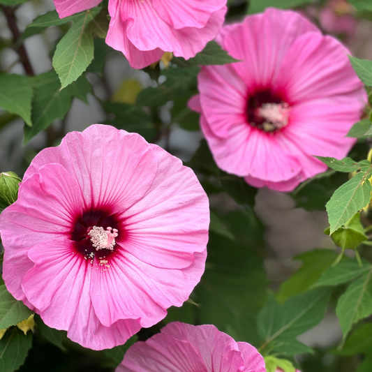 Hibiscus | Candy Crush Hibiscus - 3 Gallon