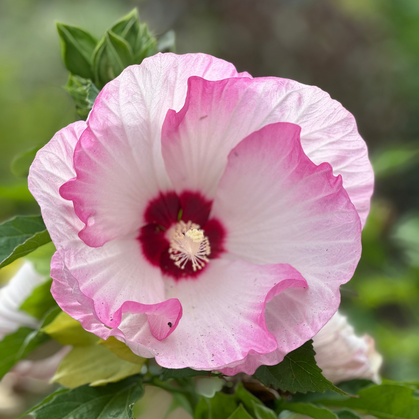 Hibiscus | Ballet Slipper Hibiscus - 3 Gallon