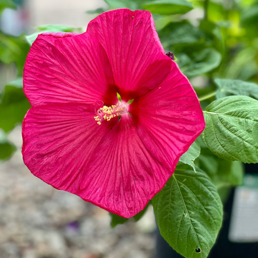 Hibiscus | Luna Hibiscus | Red - 2 Gallon
