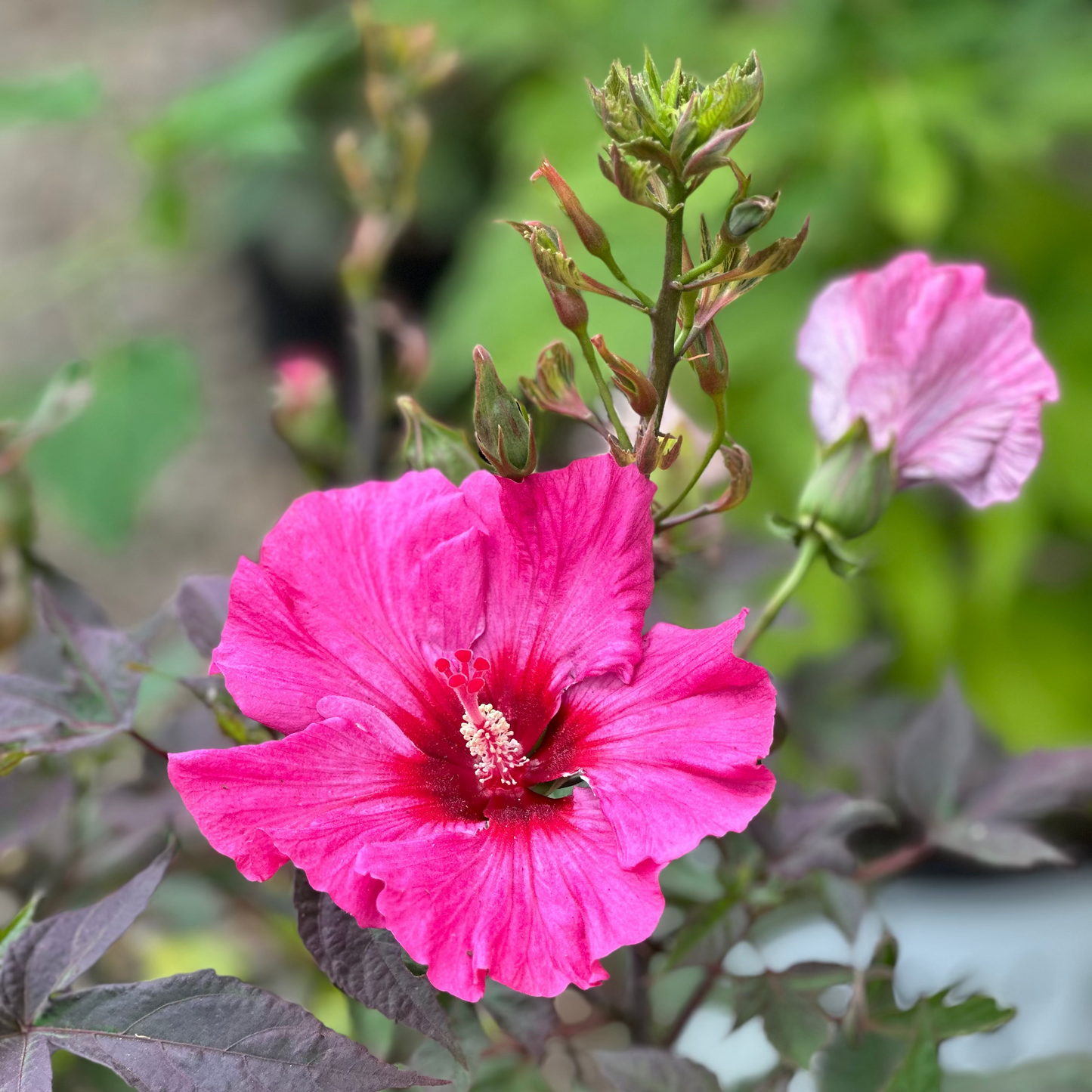 Hibiscus | Inner Glow - 2 Gallon